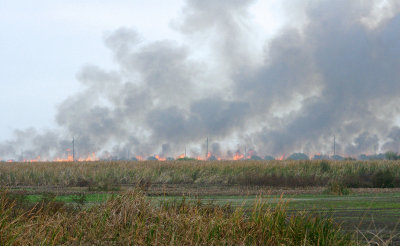 Burning off a crop field
