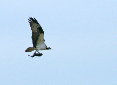 Distant osprey with fish