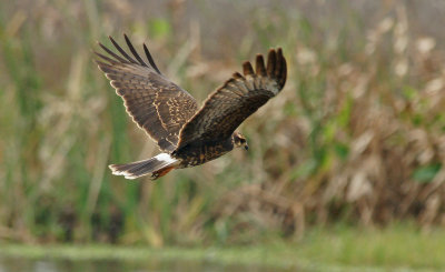 Snail Kite