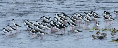 Black-Necked Stilt birds