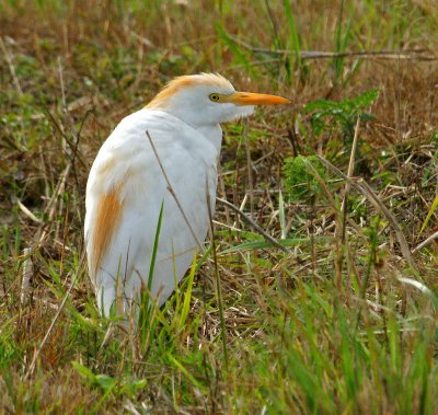 Cattle Egret in breeding plumage