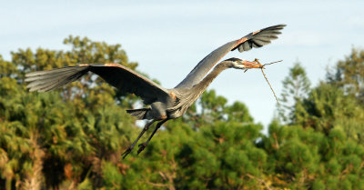Great Blue Heron bringing in stick for the nest