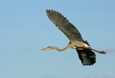 Flying away for more sticks