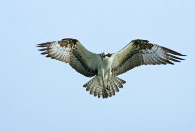 Osprey looking for a fish