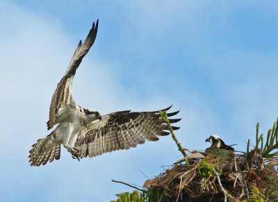Osprey coming back to nest with berries?