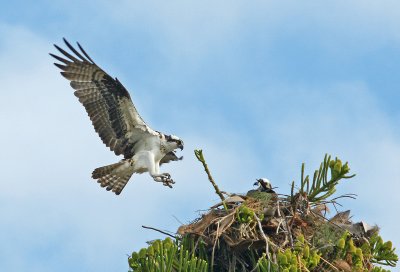 Osprey landing at nest across from condo in top of pine tree