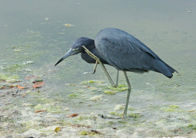 Blue heron