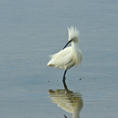 Snowy Egret