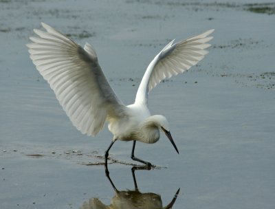 Snowy egret fishing