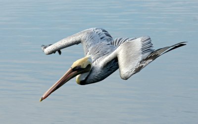 Pelican diving for food