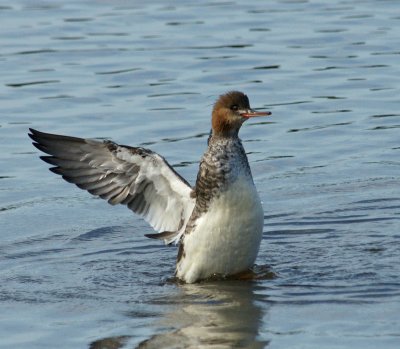 Red Breasted Merganser