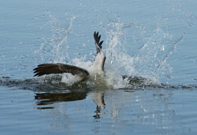 Pelican diving