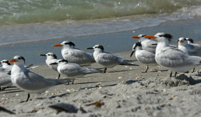 Royal & Sandwich terns