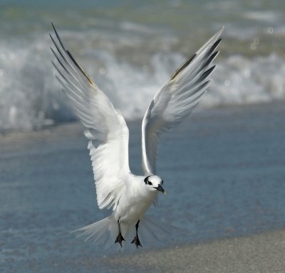 Sandwich Tern landing