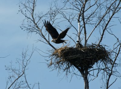 Eagle Nest on Gulf? drive- far away image heavily cropped