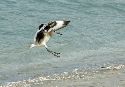 Willet landing