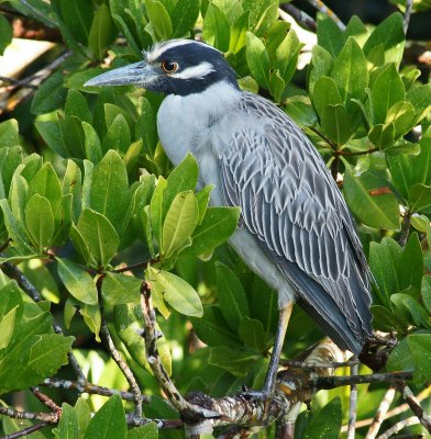 Yellow Crowned night heron