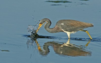 Tricolored Heron catching something