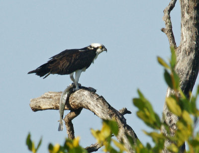 Osprey at ding darling with a fish