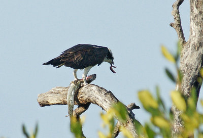 Osprey eating a fish