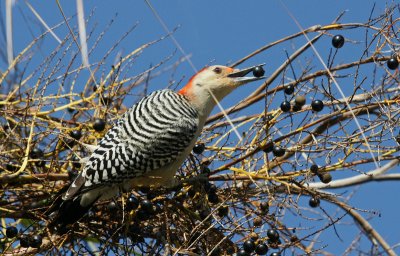 Red bellied woodpecker with berry