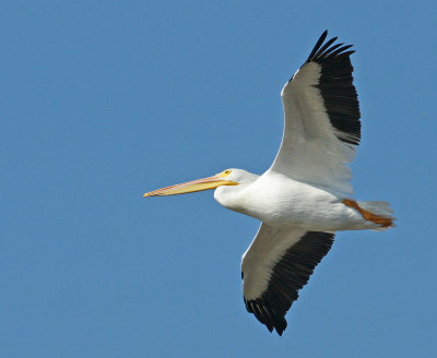 White Pelican