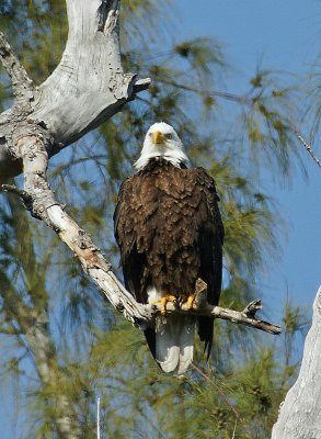 Eagle from nest at the Dairy Queen