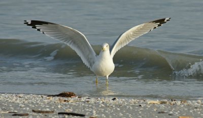 Ring-billed Gull