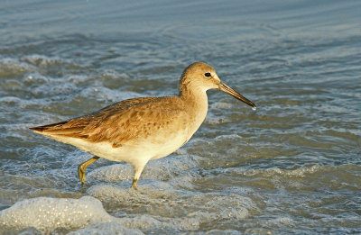 Willet at sunset