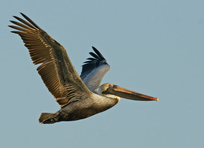 Brown pelican