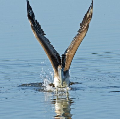 Pelican stretching