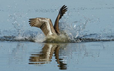 Pelican crash diving to catch something