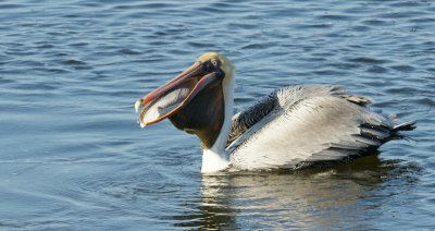 Pelican eating
