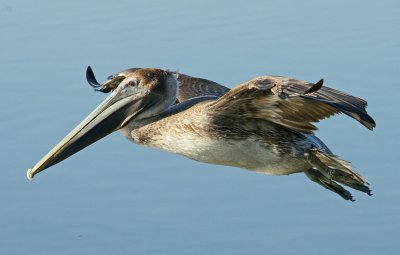 Pelican close up