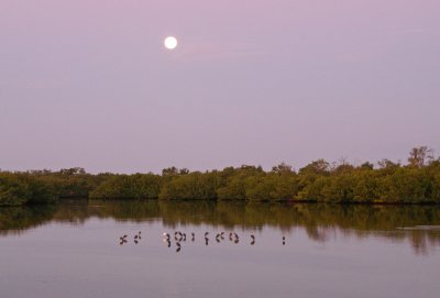 Sunrise at Ding darling with the moon still out