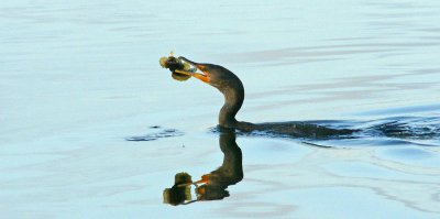 Cormorant with fish