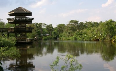 Overview of part of the rookery