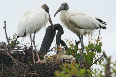 Woodstorks with babies