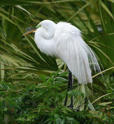 Egret in breeding plumage
