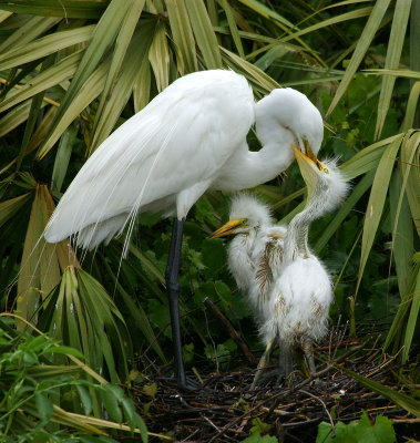Egret feeding young