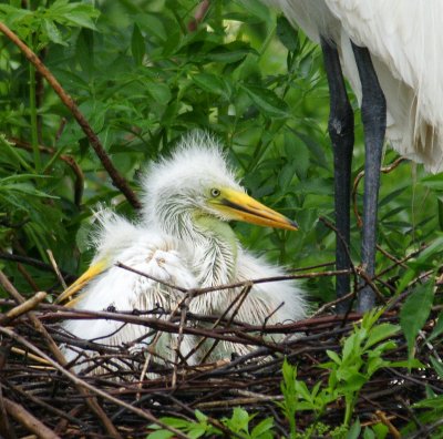 Baby Egrets