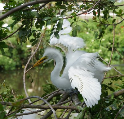 Young Egret trying its wings
