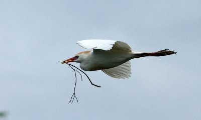 Cattle egret with stick for nesting