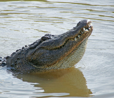 Alligator ever hopeful for food.