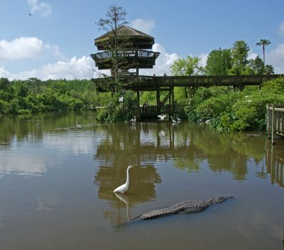 Egret walking toward alligator