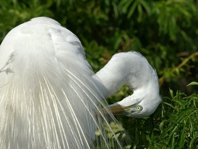 Preening