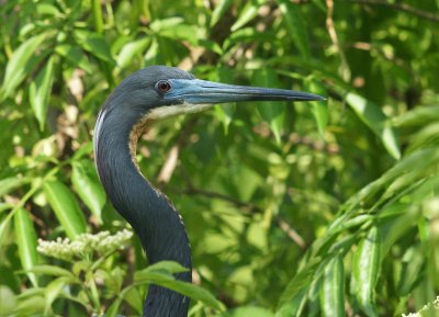 Blue heron