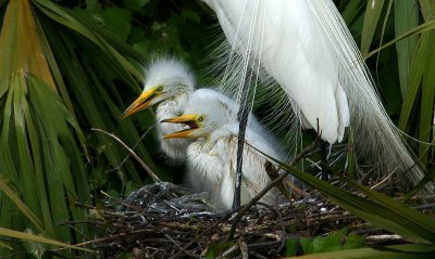 Egret with babies