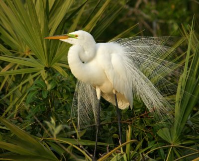 Egret Displaying