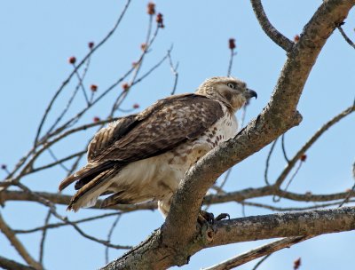 Red Tail Hawk 4-2-11